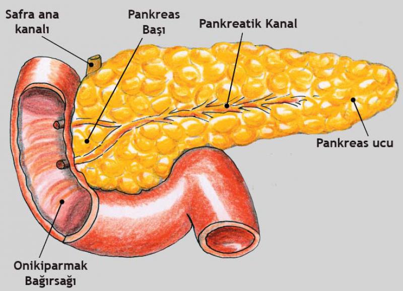 Pankreas Ameliyat