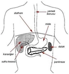 Pankreas Vücudun Neresindedir?