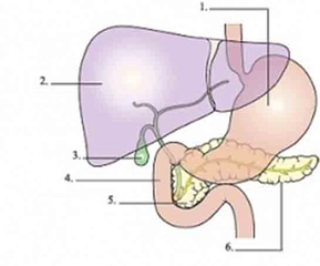 Pankreas Kuyruk Kanseri Belirtileri ve Tedavisi