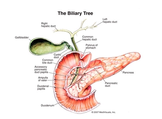 Pankreas Nerede Pankreas Vücudun Neresindedir Pankreas Nerede Pankreas Vücudun Neresindedir