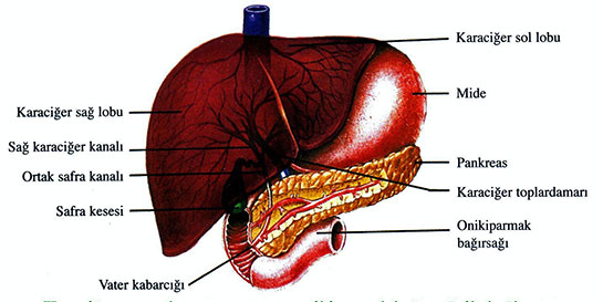 Karaciğer Pankreas