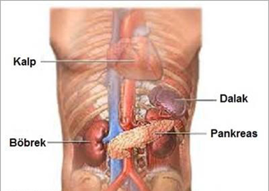 Pankreasın Görevi
